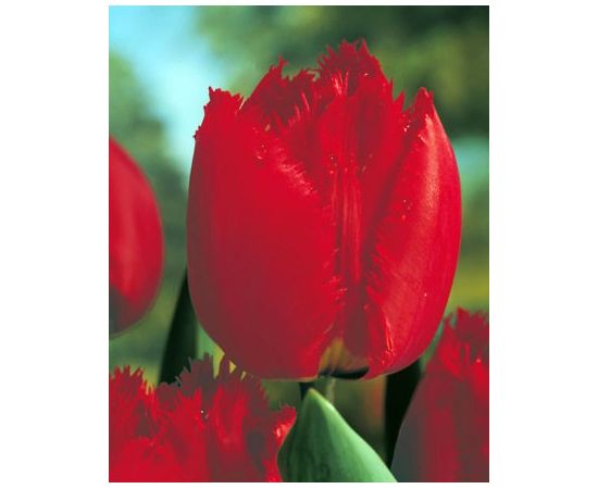 ბოლქვი BES HBM ტიტა Tulipa Arma 10/11 5 ც