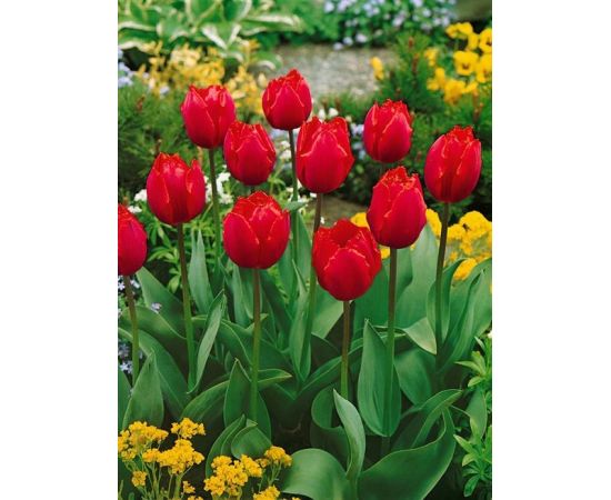 ბოლქვი BES HBM ტიტა Tulipa Arma 10/11 5 ც