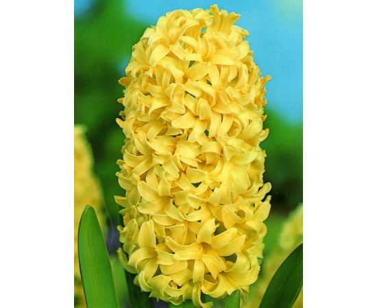 ბოლქვი BUD HBM სუმბული Hyacinthus City of Haarlem 14/15 1 ც