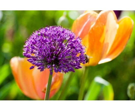 Bulb BES HBM Allium Purple Sensation 10/12 3 pcs