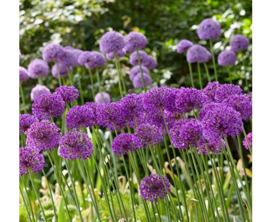 Bulb BES HBM Allium Purple Sensation 10/12 3 pcs