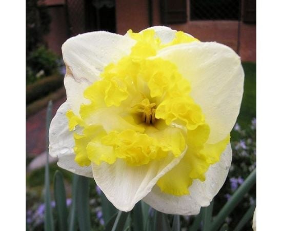 Bulbous BES Narcissus Printal 5 pcs