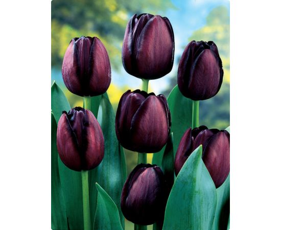 ბოლქვი BES HBM ტიტა Tulipa Queen of Night 10/11 5 ც