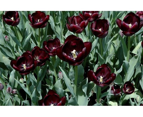 ბოლქვი BES HBM ტიტა Tulipa Queen of Night 10/11 5 ც