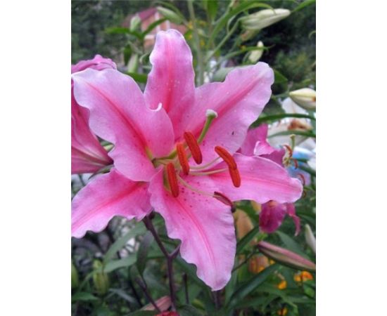 Bulb HBM Lilium Acapulco 2 pcs