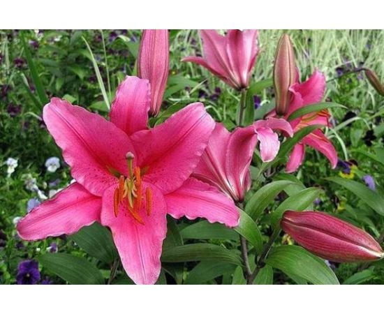 Bulb HBM Lilium Acapulco 2 pcs