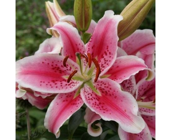 Bulb HBM Lilium Stargazer 2 pcs