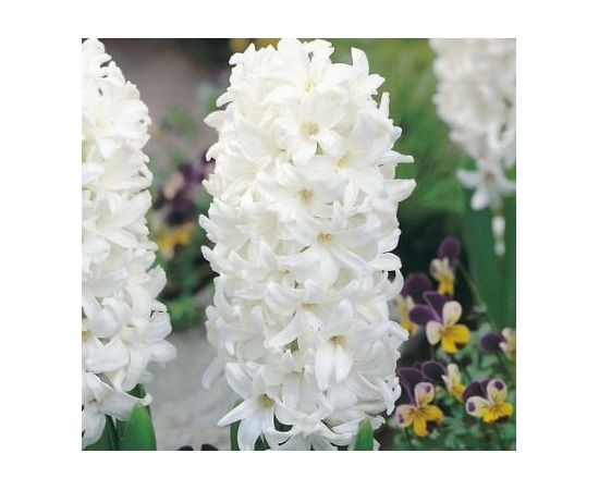 Bulb BUD HBM Hyacinthus Carnegie 14/15 3 pcs