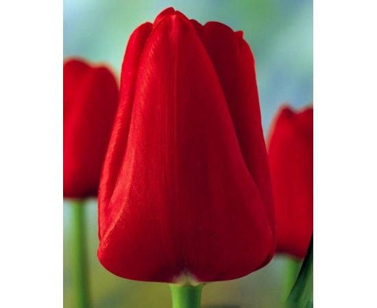 Bulb BES HBM Tulipa Ile de France 10/11 5 pcs