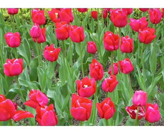 Bulb BES HBM Tulipa Ile de France 10/11 5 pcs