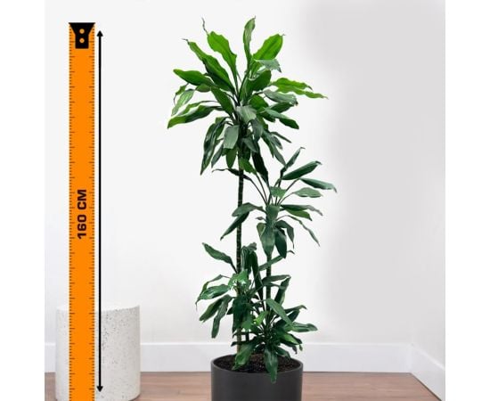 Драцена Dracaena Janet Lind 90-60-30-15 27/160