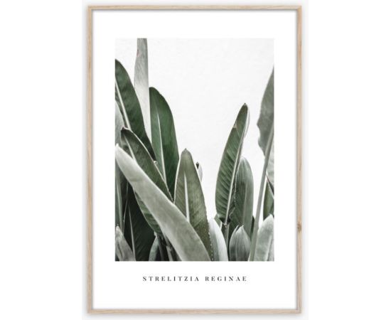 Picture in frame Styler Strelitzia BR005 50X70 cm