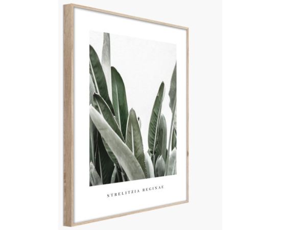 Picture in frame Styler Strelitzia BR005 50X70 cm